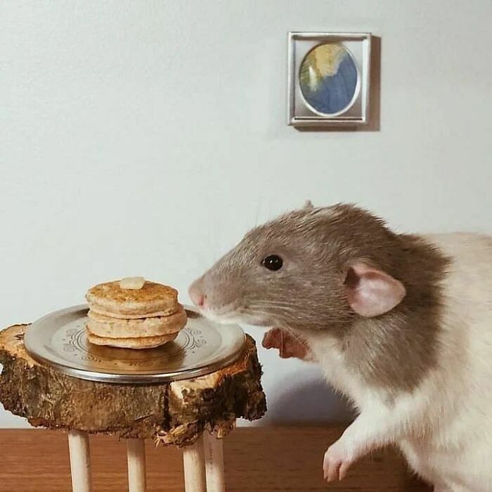 Cute-Rats-Pics