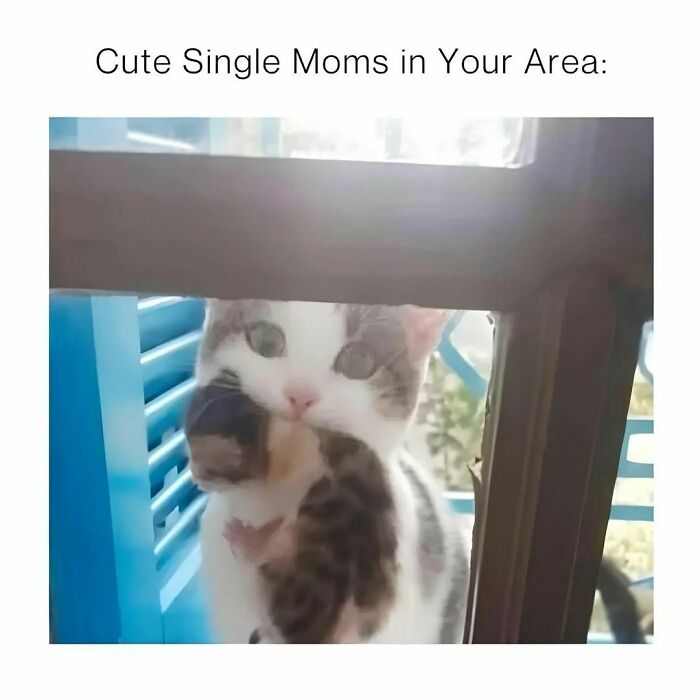 Cat-Memes-Catsflix