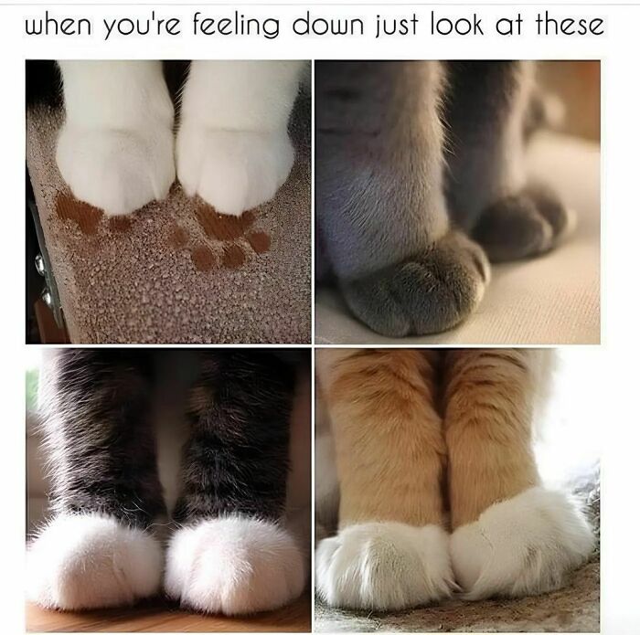 Cat-Memes-Catsflix