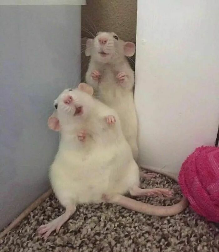 Cute-Rats-Pics