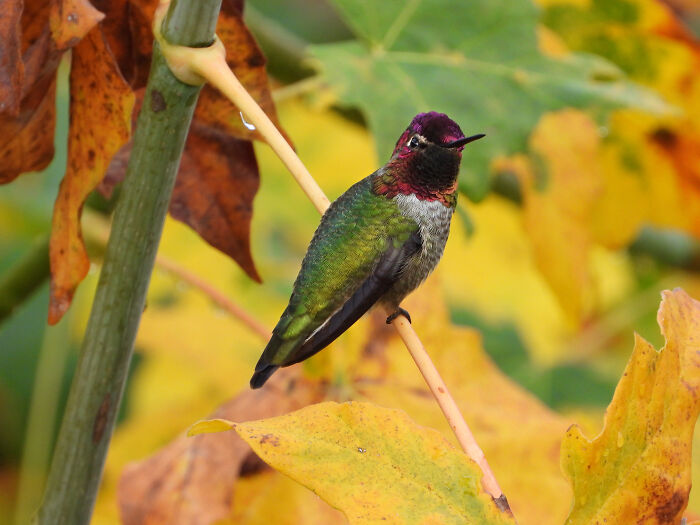 Hummingbird