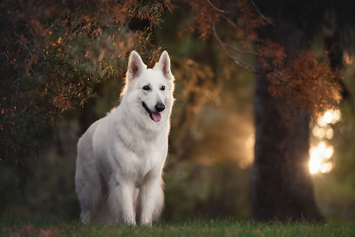 I Photographed Adorable Dogs And They Look So Dreamy!