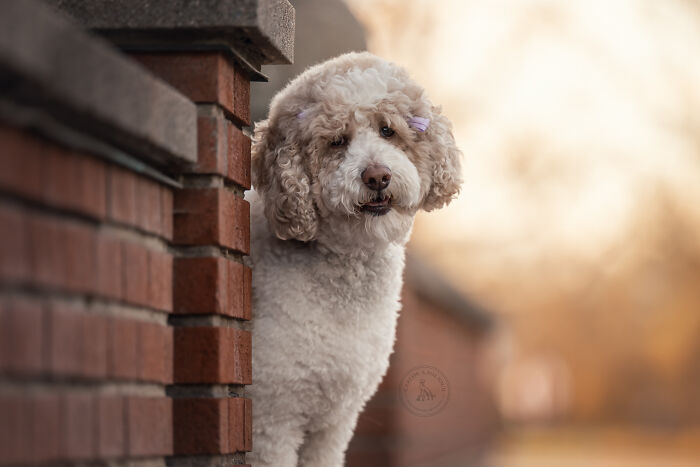 I Photographed Adorable Dogs And They Look So Dreamy!