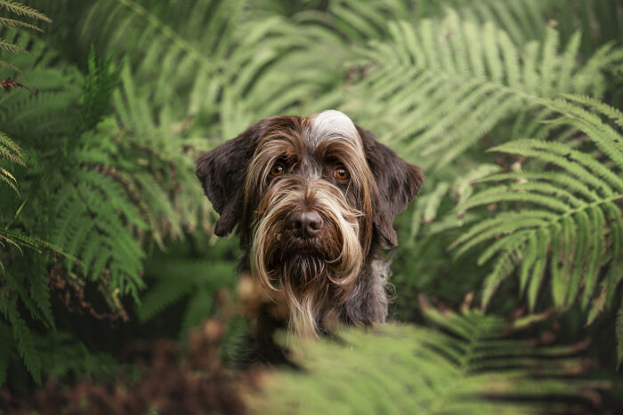 I Photographed Adorable Dogs And They Look So Dreamy!