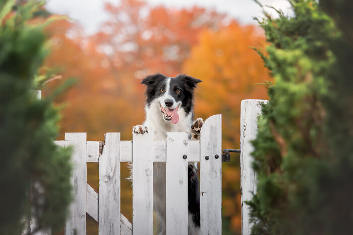 I Photographed Adorable Dogs And They Look So Dreamy!