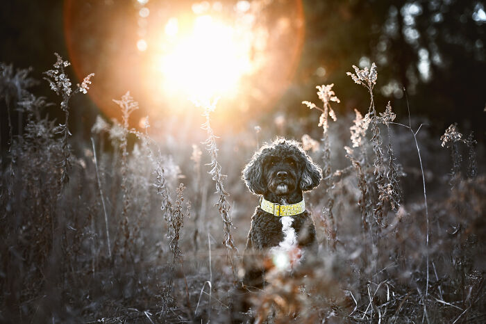 I Photographed Adorable Dogs And They Look So Dreamy!