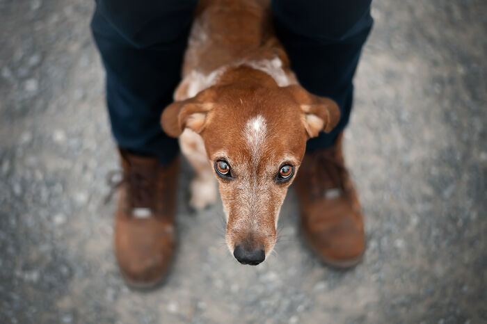 I Photographed Adorable Dogs And They Look So Dreamy!