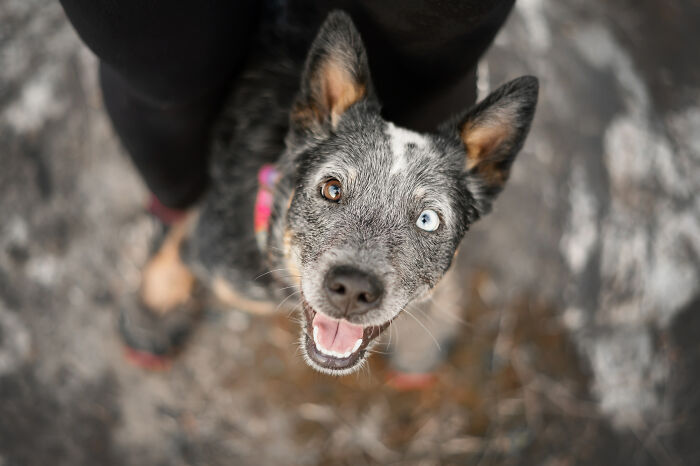 I Photographed Adorable Dogs And They Look So Dreamy!