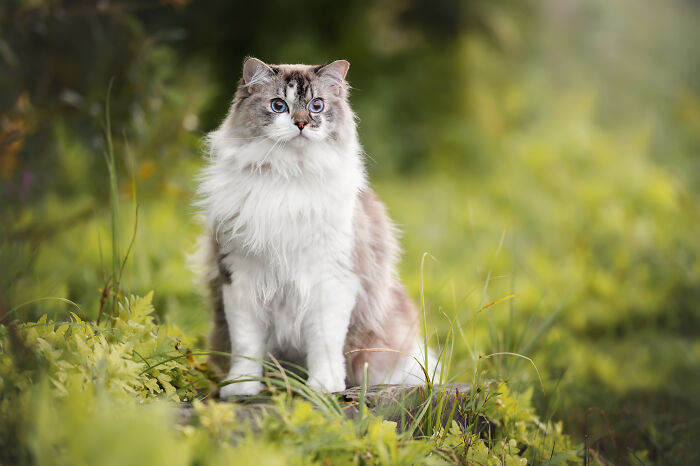 I Photographed Adorable Dogs And They Look So Dreamy!