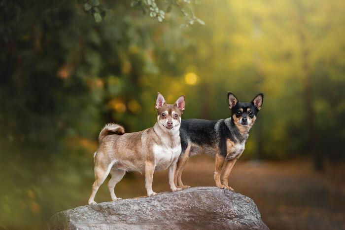 I Photographed Adorable Dogs And They Look So Dreamy!