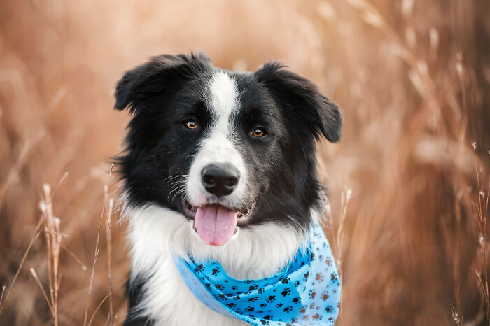 I Photographed Adorable Dogs And They Look So Dreamy!