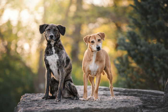 I Photographed Adorable Dogs And They Look So Dreamy!