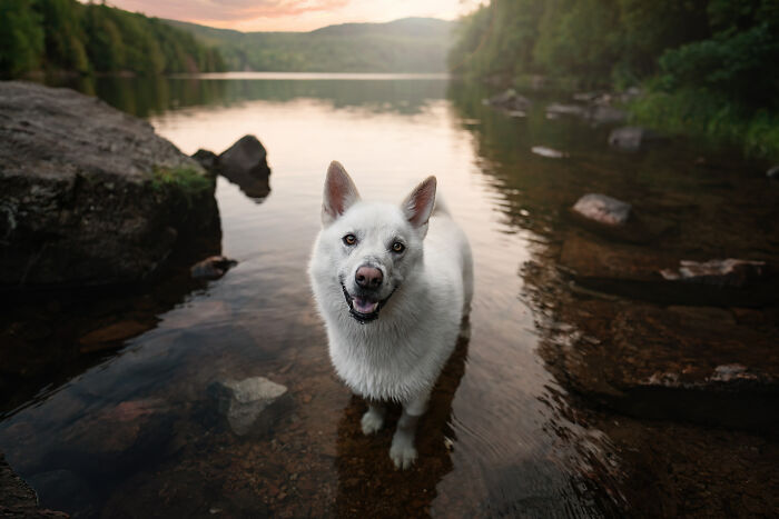 I Photographed Adorable Dogs And They Look So Dreamy!