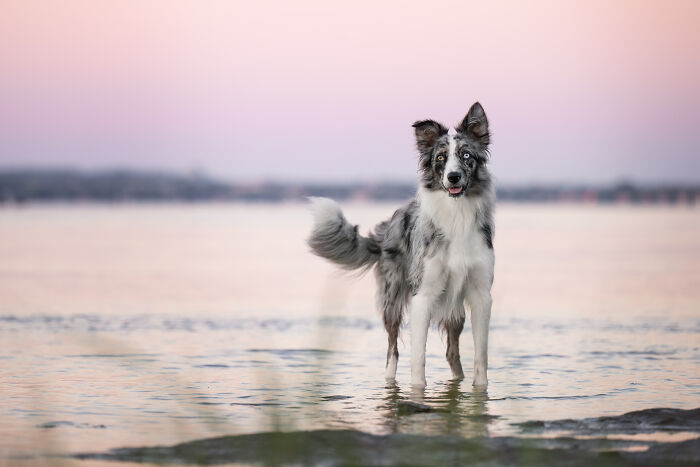 I Photographed Adorable Dogs And They Look So Dreamy!