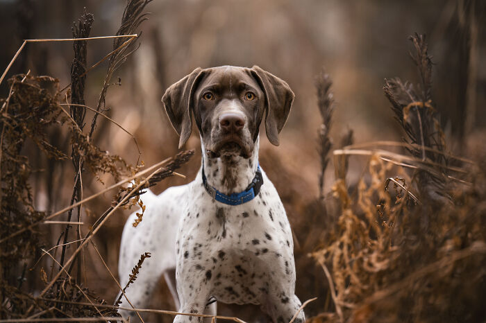 I Photographed Adorable Dogs And They Look So Dreamy!