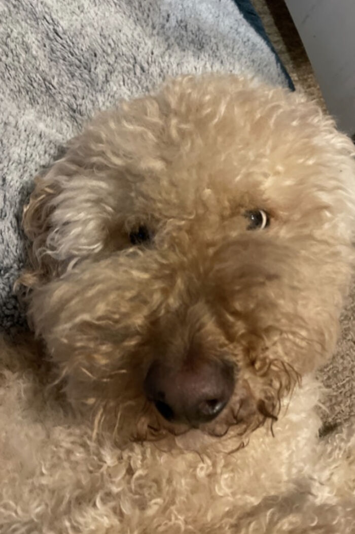 Cross-Eyed Goldendoodle