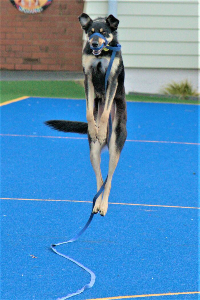 Rufus Practising His Ballet Moves