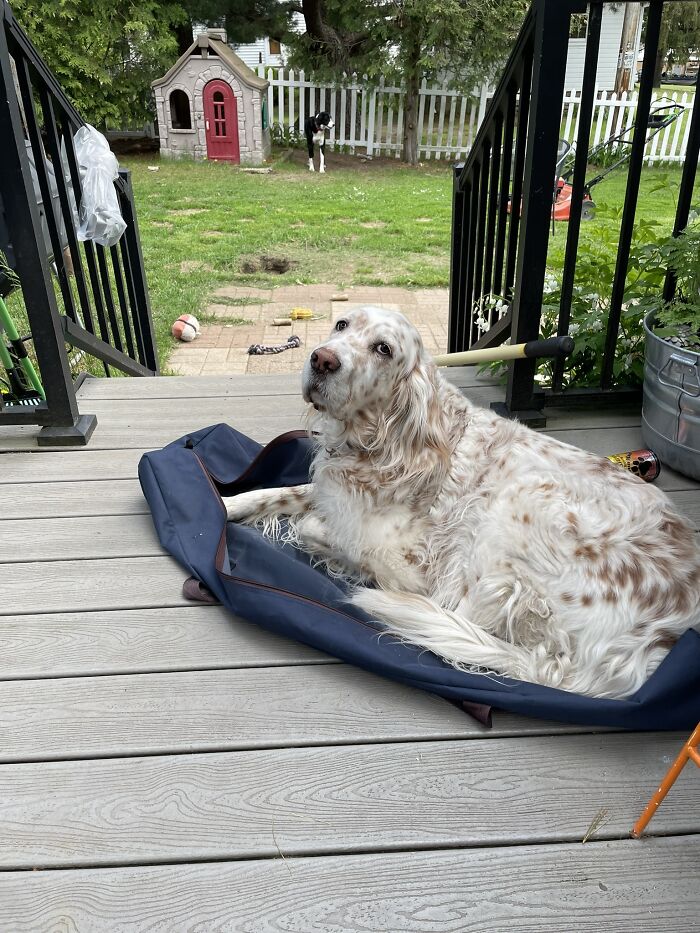 Hammock Bag, Dog Bed, Makes No Difference To Juno