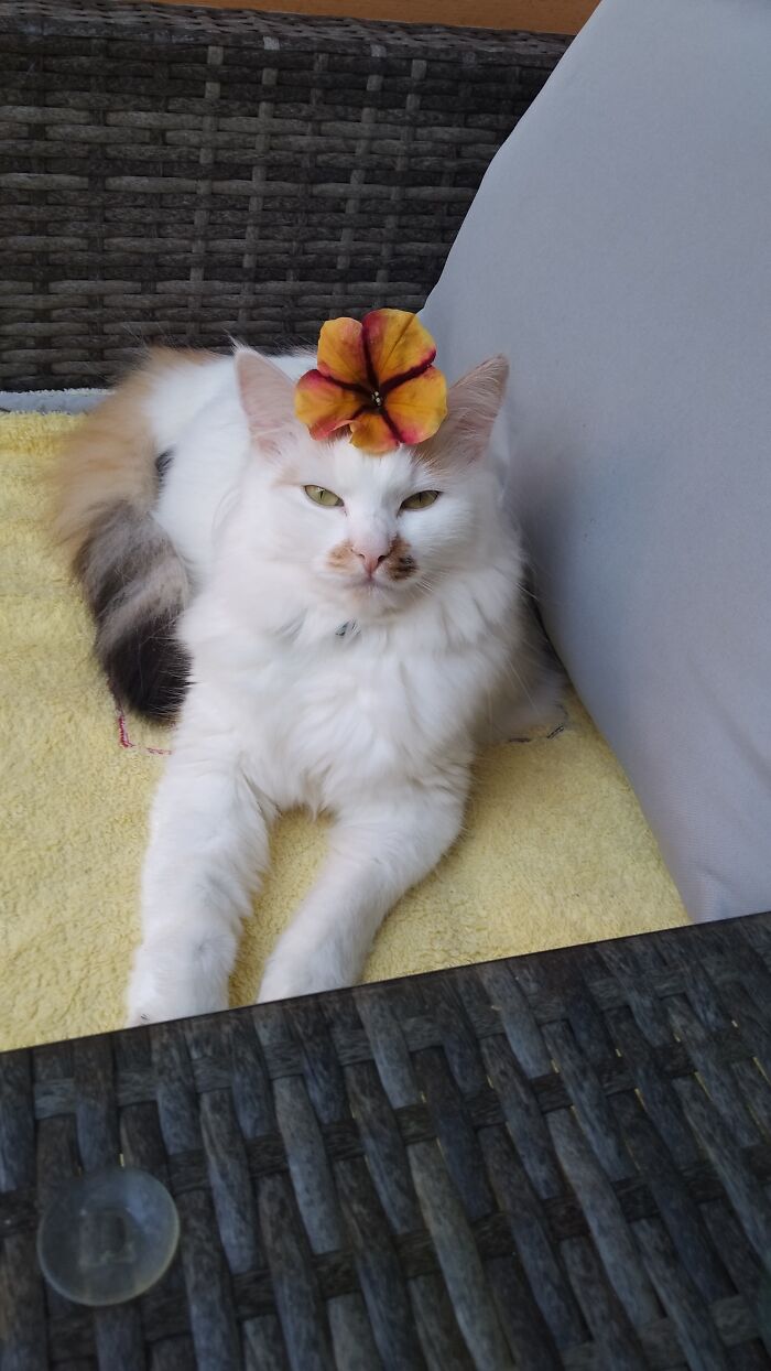 Tiffany With Surfinia Flower On Head