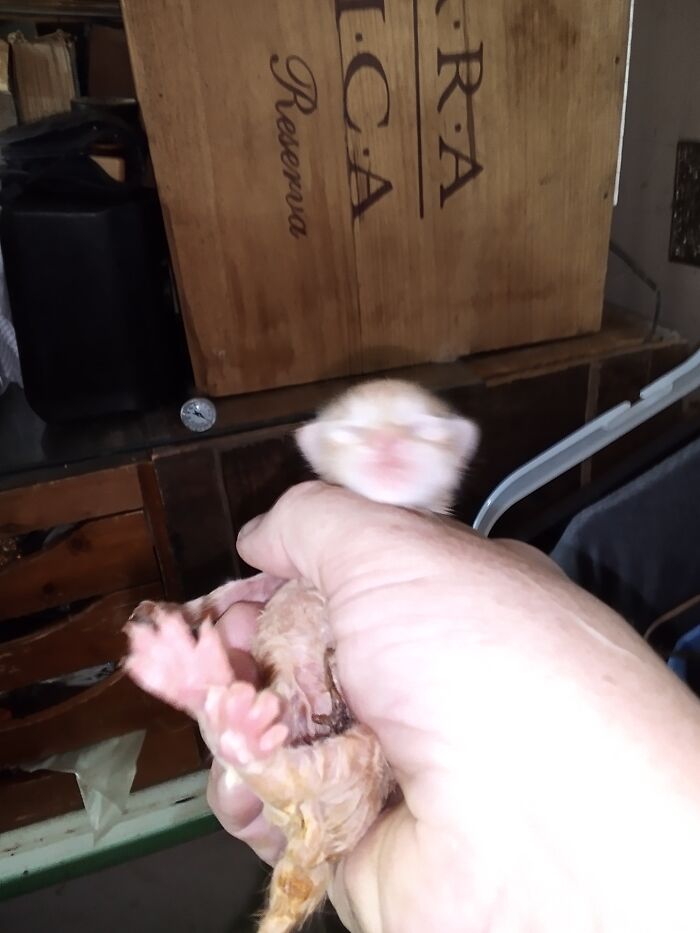 Two Day Old Toebeans