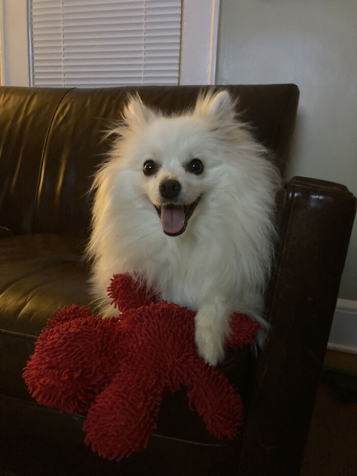 I Present You With Sno-Cone, The First Of Her Name, Queen Of The Power Nap, Vanquisher Of Squirrels, And Mother Of Squeaky Plush Toys