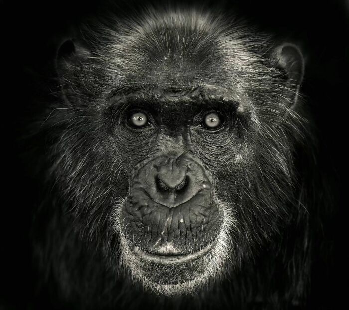 Into The Wild: Pedro Jarque Krebs' Intimate Portraits Illuminate The Animal Kingdom (20 New Pics)