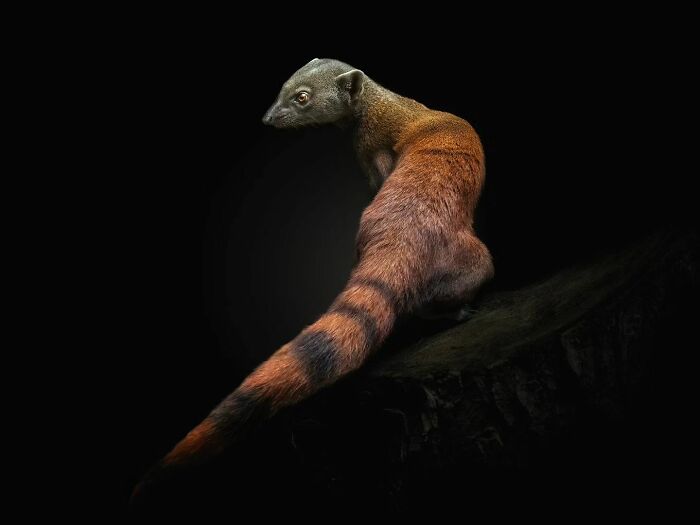 Into The Wild: Pedro Jarque Krebs' Intimate Portraits Illuminate The Animal Kingdom (20 New Pics)