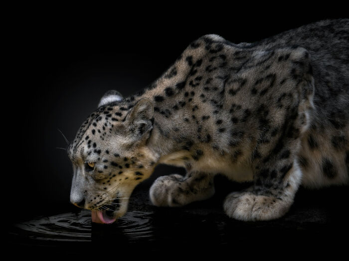 Into The Wild: Pedro Jarque Krebs' Intimate Portraits Illuminate The Animal Kingdom (20 New Pics)