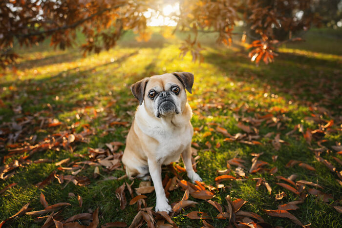 I Photographed Adorable Dogs And They Look So Dreamy!