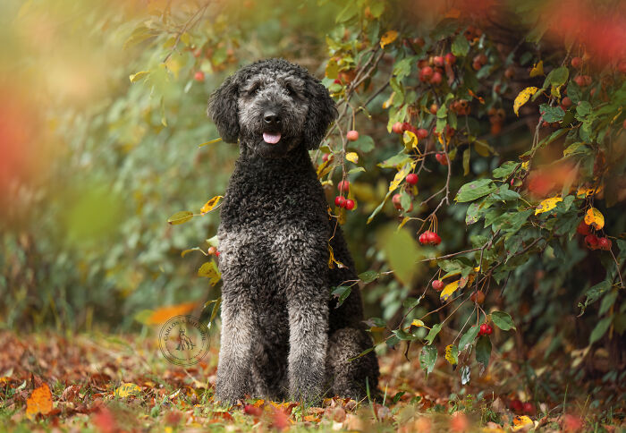 I Photographed Adorable Dogs And They Look So Dreamy!