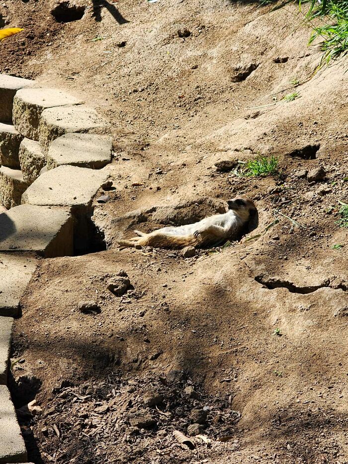 Meerkat Meer-Katching Some Rays At San Diego Zoo