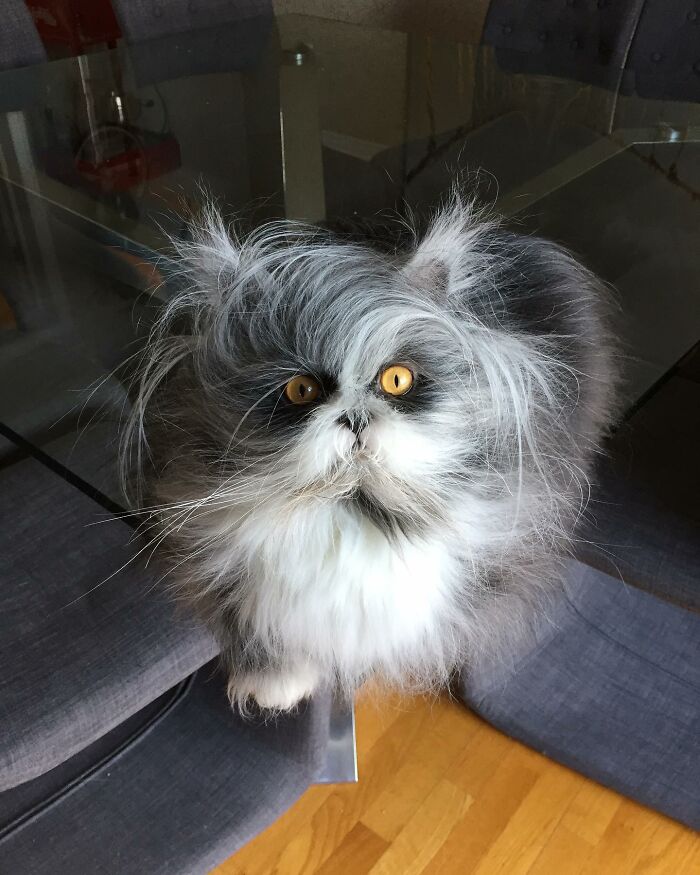 Fluffiest Of Them All: This Werewolf Cat Is Winning Hearts Worldwide
