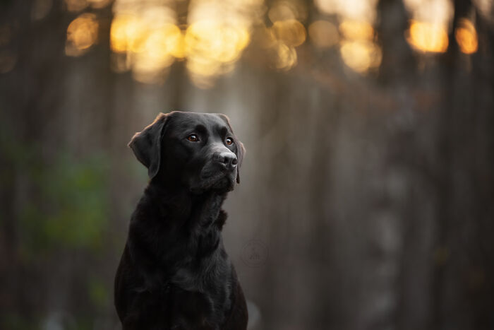 I Photographed Adorable Dogs And They Look So Dreamy!