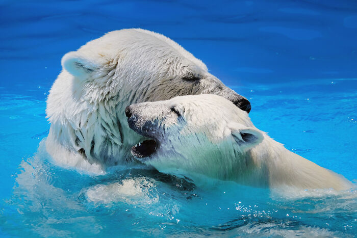 12 Adorable Portraits Of Polar Bear Mother Playing With Her Cub In The Water That I Took At The Zoo