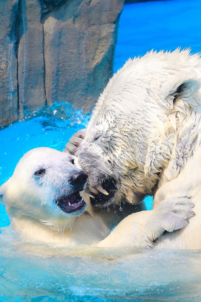 12 Adorable Portraits Of Polar Bear Mother Playing With Her Cub In The Water That I Took At The Zoo