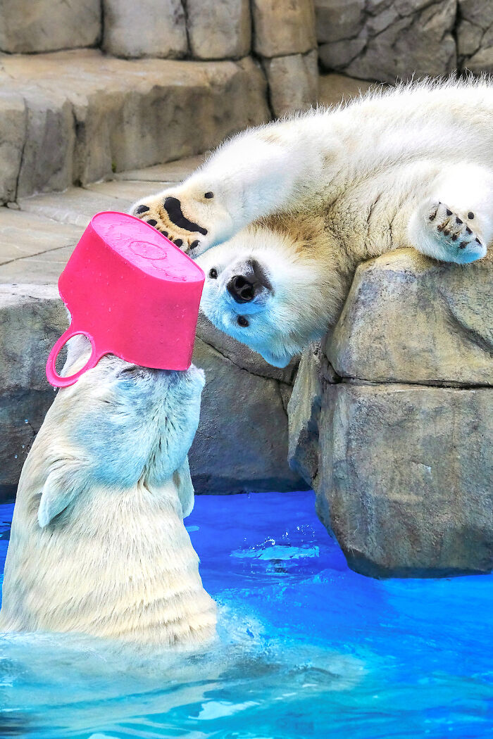 12 Adorable Portraits Of Polar Bear Mother Playing With Her Cub In The Water That I Took At The Zoo