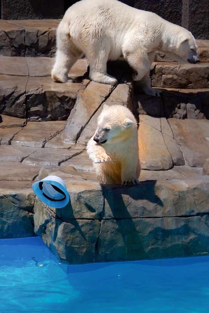 12 Adorable Portraits Of Polar Bear Mother Playing With Her Cub In The Water That I Took At The Zoo