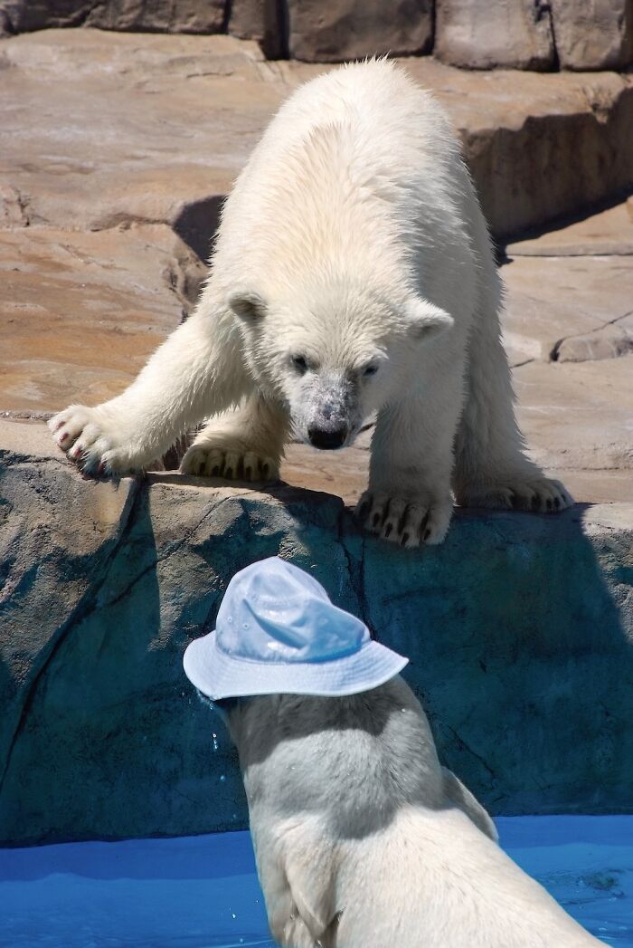 12 Adorable Portraits Of Polar Bear Mother Playing With Her Cub In The Water That I Took At The Zoo