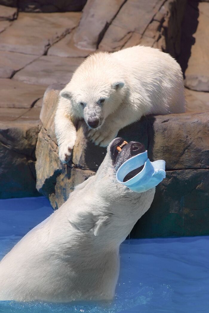 12 Adorable Portraits Of Polar Bear Mother Playing With Her Cub In The Water That I Took At The Zoo