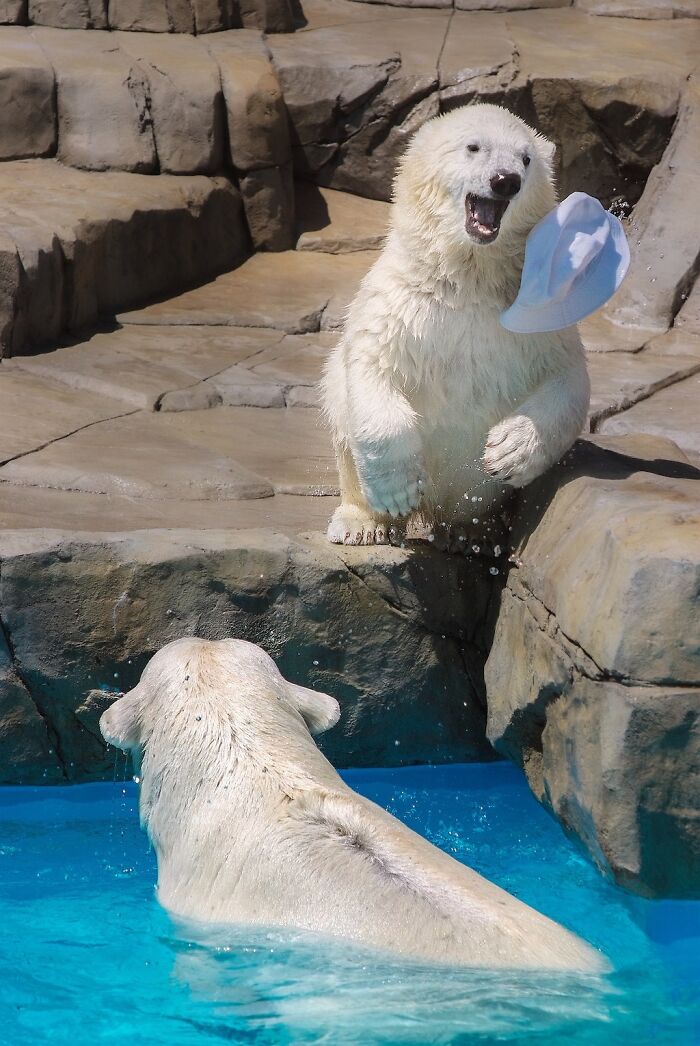 12 Adorable Portraits Of Polar Bear Mother Playing With Her Cub In The Water That I Took At The Zoo