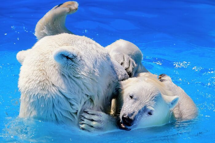 12 Adorable Portraits Of Polar Bear Mother Playing With Her Cub In The Water That I Took At The Zoo