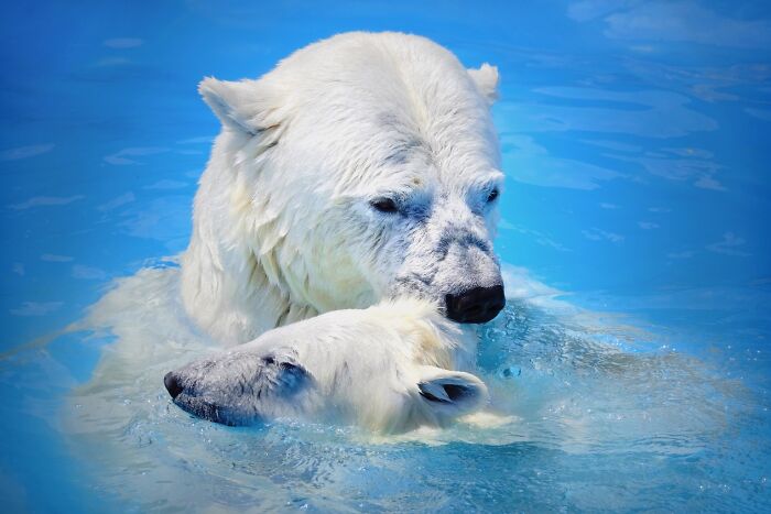 12 Adorable Portraits Of Polar Bear Mother Playing With Her Cub In The Water That I Took At The Zoo