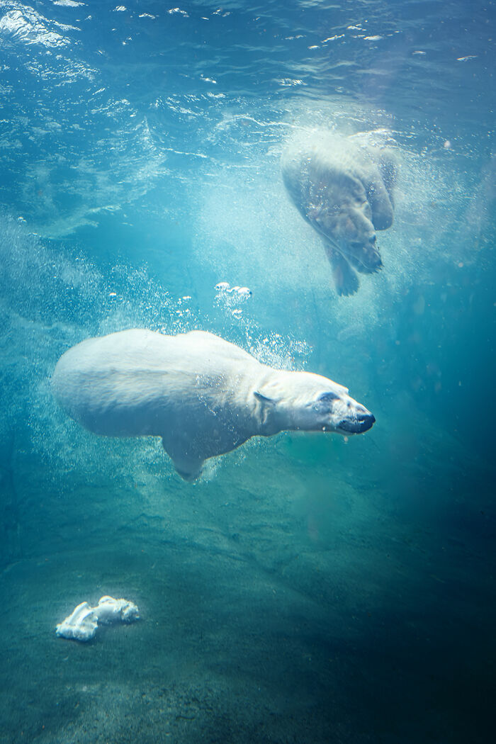 12 Adorable Portraits Of Polar Bear Mother Playing With Her Cub In The Water That I Took At The Zoo