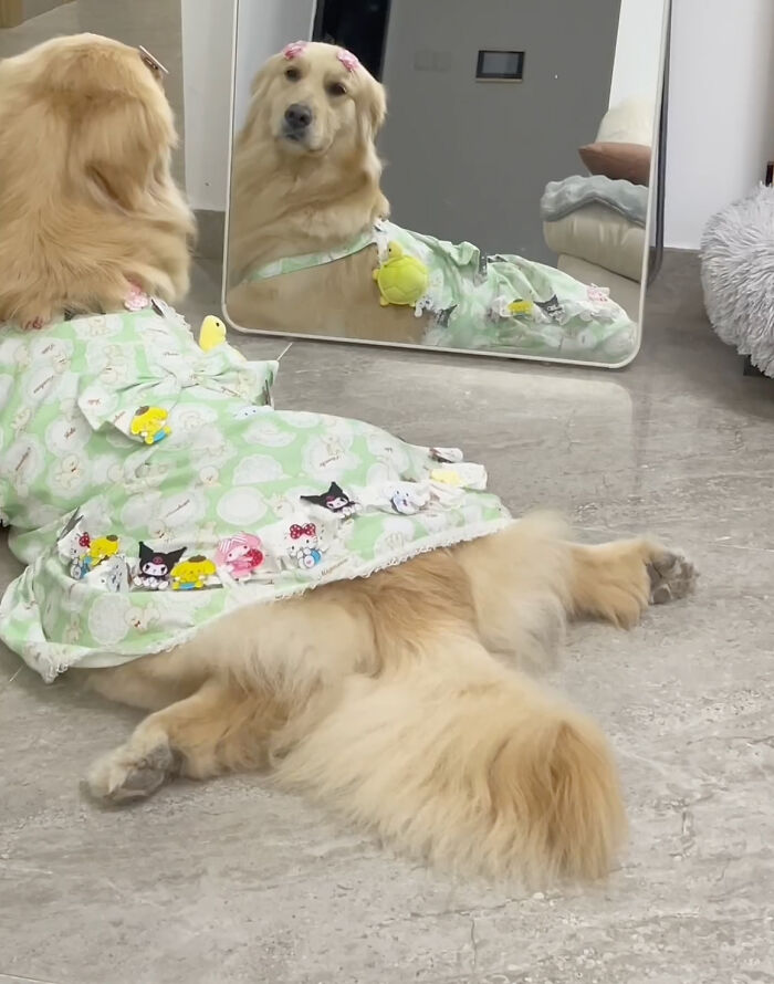 She’s Narcissistic And She’s Happy About It: This Doggo Doesn’t Go Anywhere Without Her Outfit