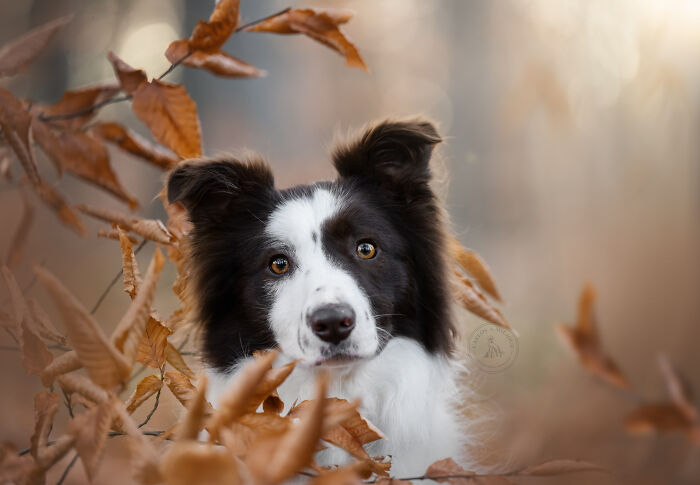 I Photographed Adorable Dogs And They Look So Dreamy!