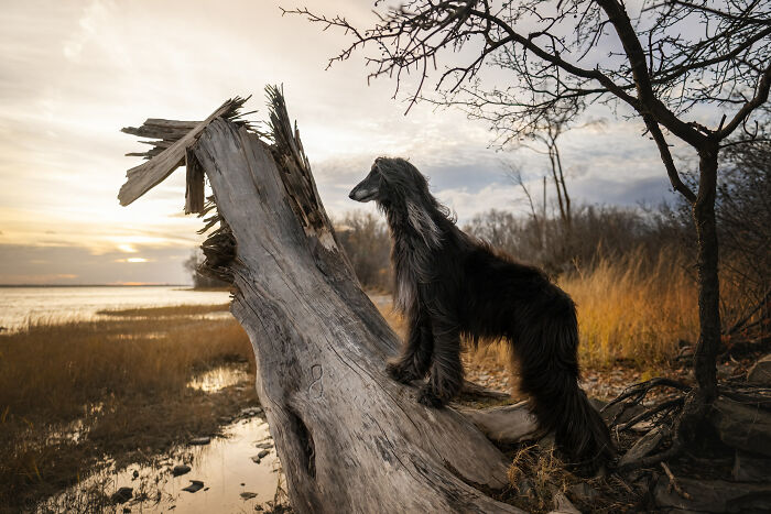 I Photographed Adorable Dogs And They Look So Dreamy!