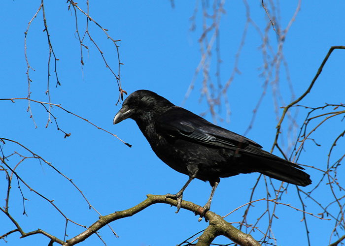 Groundbreaking Study Reveals Crows Can Count—And Out Loud, No Less