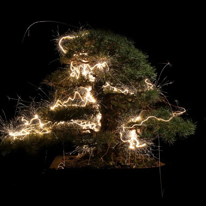 Light Drips From Trees In Long-Exposure Photos By Vitor Schietti (21 Pics)