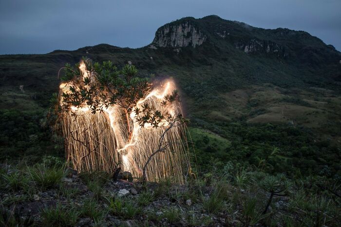 Light Drips From Trees In Long-Exposure Photos By Vitor Schietti (21 Pics)