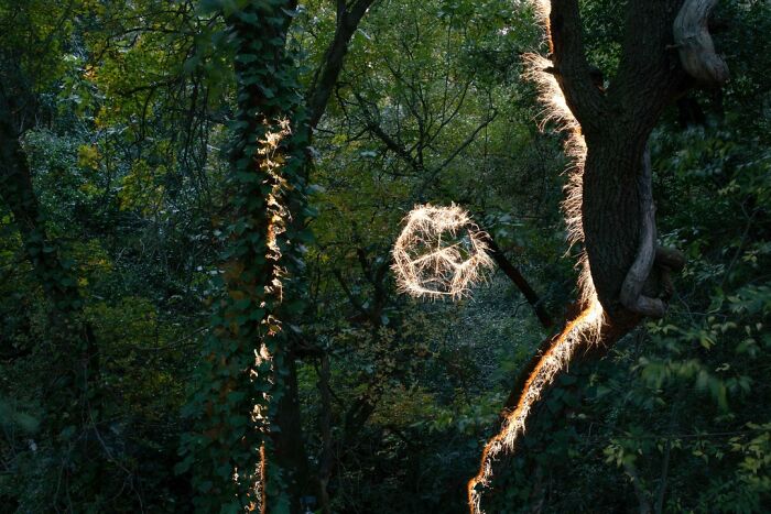 Light Drips From Trees In Long-Exposure Photos By Vitor Schietti (21 Pics)